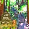 muir woods Redwoods